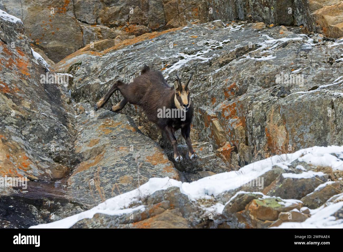 Camosci alpino (Rupicapra rupicapra) in fuga maschile con cappotto invernale scuro che scende ripida parete rocciosa innevata nelle montagne delle Alpi europee Foto Stock