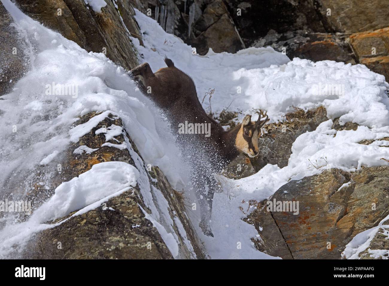 Camosci alpino (Rupicapra rupicapra) in fuga maschile con cappotto invernale scuro che scende ripido canalone in una parete rocciosa innevata sulle montagne delle Alpi europee Foto Stock