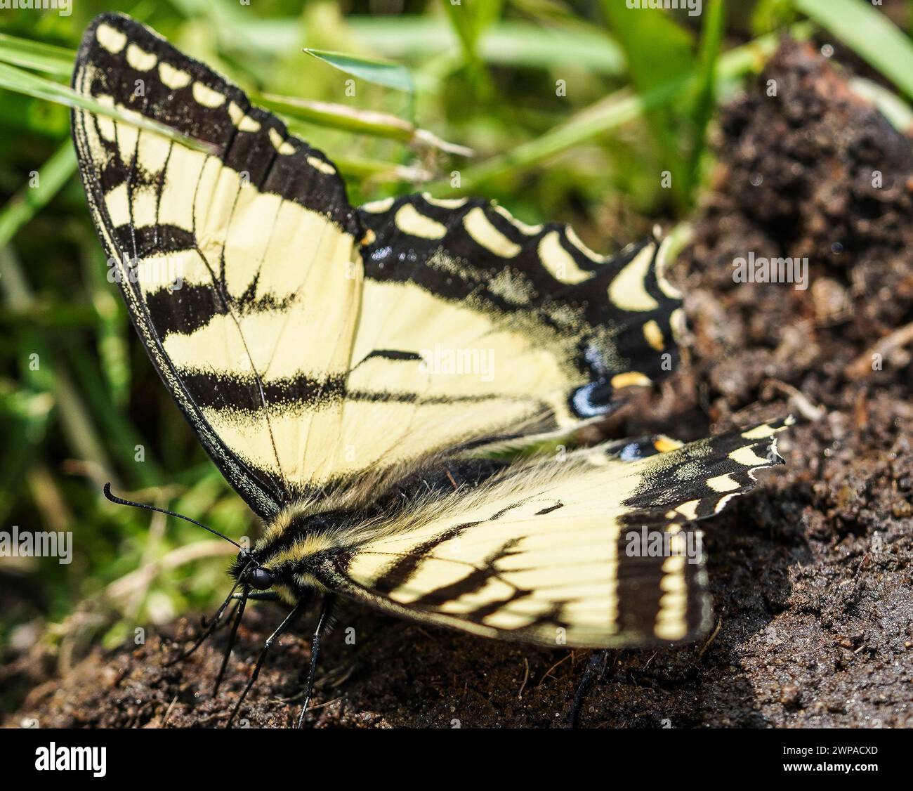 Una bellissima farfalla tigre a coda di rondine che poggia sul terreno, creata con una telecamera mirrorless. Foto Stock