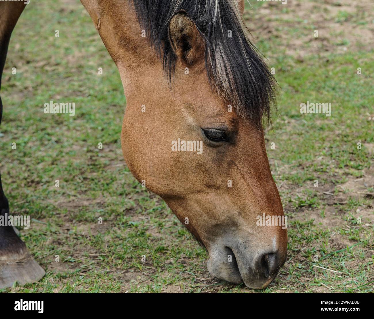 Il cavallo Ojibwe in pericolo di estinzione o il pony indiano Lac la Croix. Immagine del volto, creata con una fotocamera mirrorless. Foto Stock