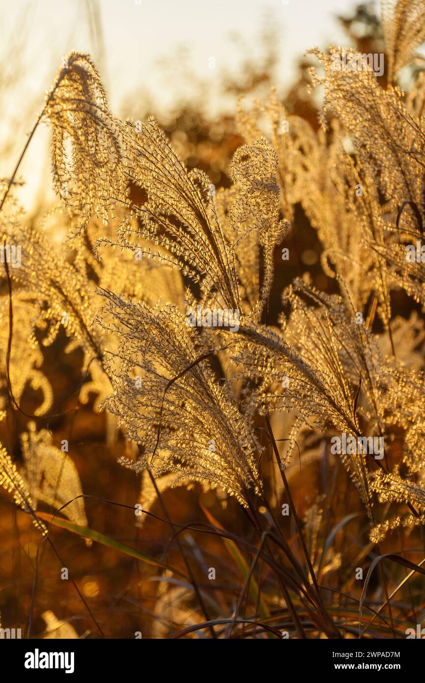 Il miscanto ornamentale retroilluminato o l'erba argentata diventano dorati al tramonto Foto Stock