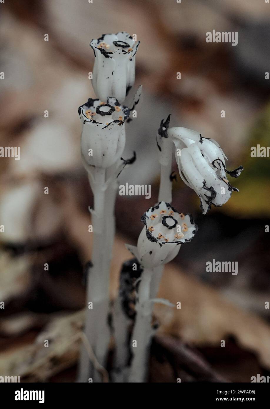 Un macro ravvicinato del tubo fantasma dei fiori chiamato anche tubo indiano. Monotropa uniflora Foto Stock