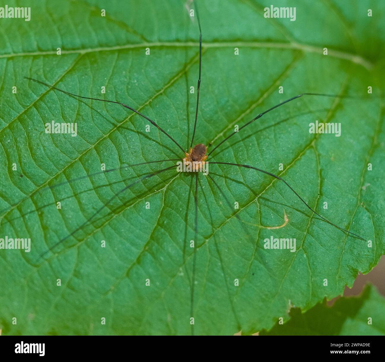 Un macro di primo piano di un ragno mietitore, noto anche come papa' gambe lunghe. Foto Stock