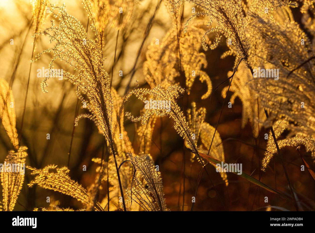 Il miscanto ornamentale retroilluminato o l'erba argentata diventano dorati al tramonto Foto Stock