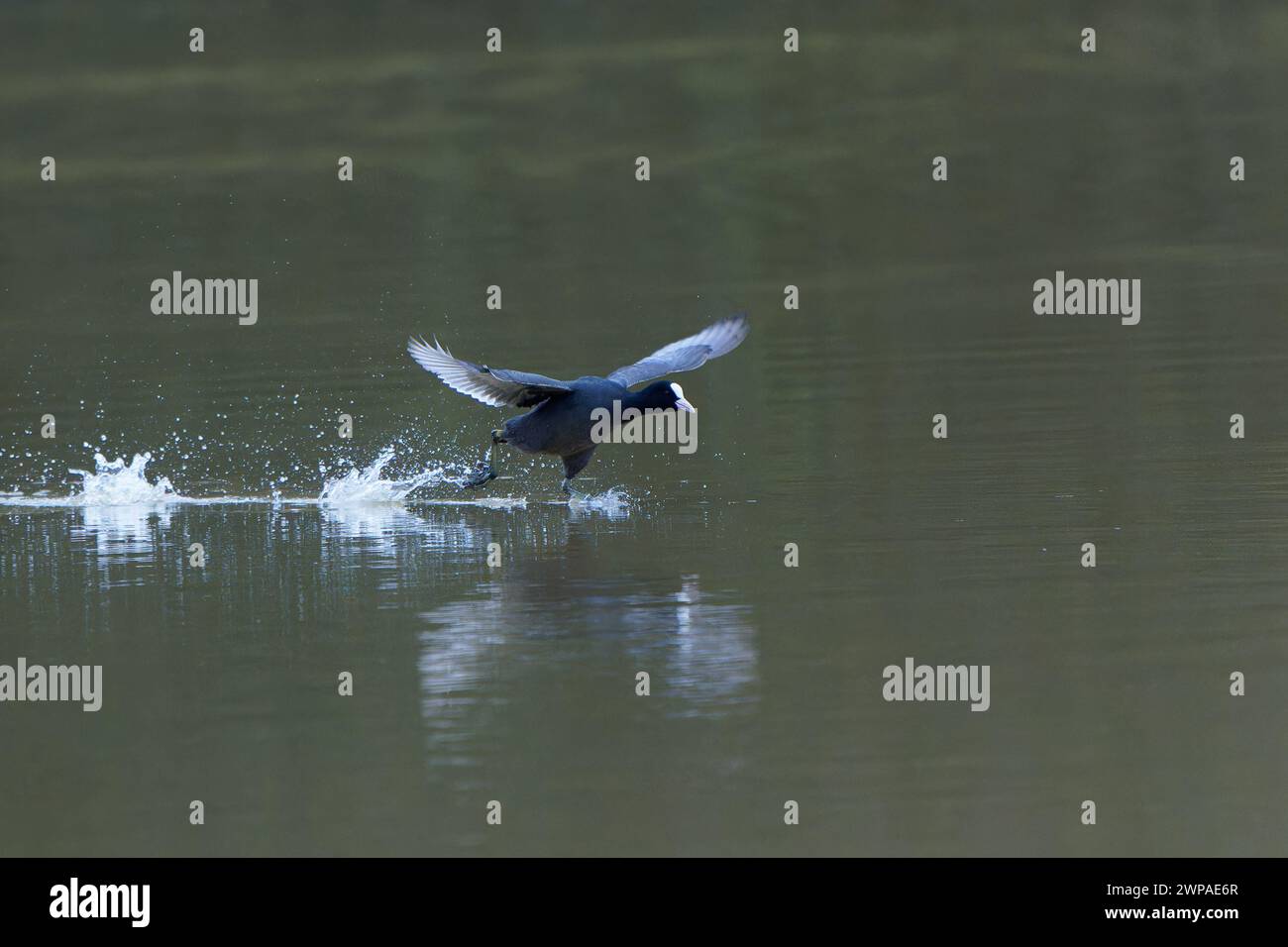 Coot-Fulica atra decollo da un lago. Inverno Foto Stock