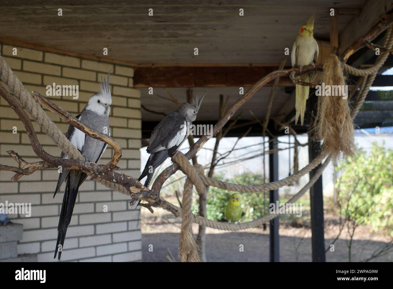 Due cockatiel dalla faccia bianca e un cockatiel lutino in una grande gabbia. Sullo sfondo un budgie sfocato Foto Stock