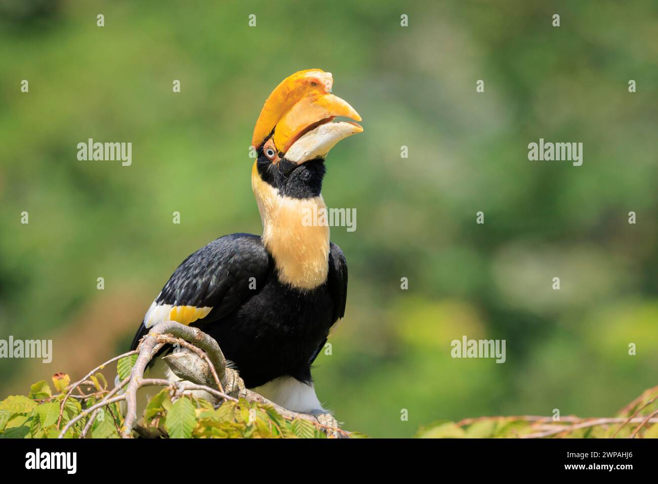 Closeup ritratto di una grande hornbil, Great Indian hornbill o grande pied hornbill, Buceros simum, uccello in una verde foresta di habitat. Foto Stock