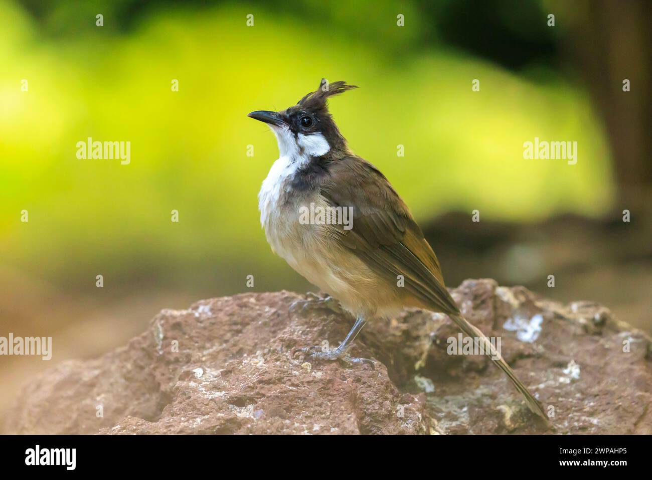 Rosso-whiskered o crested bulbul, Pycnonotus jocosus, arroccato in una foresta pluviale Foto Stock