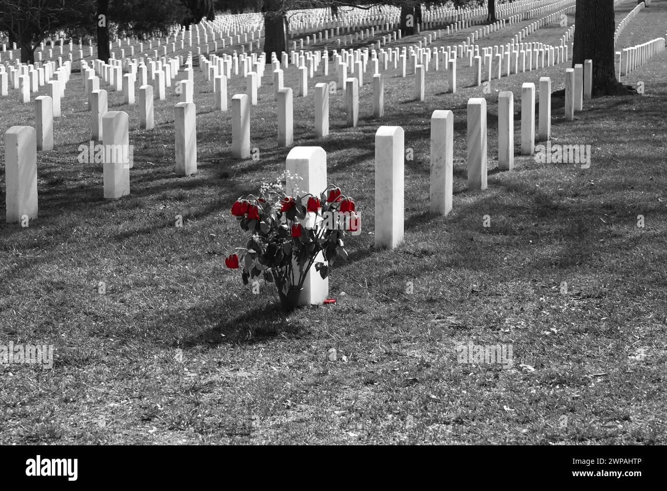 File di lapidi nel cimitero nazionale di Arlington in bianco e nero con un colore selettivo su alcune rose rosse Foto Stock
