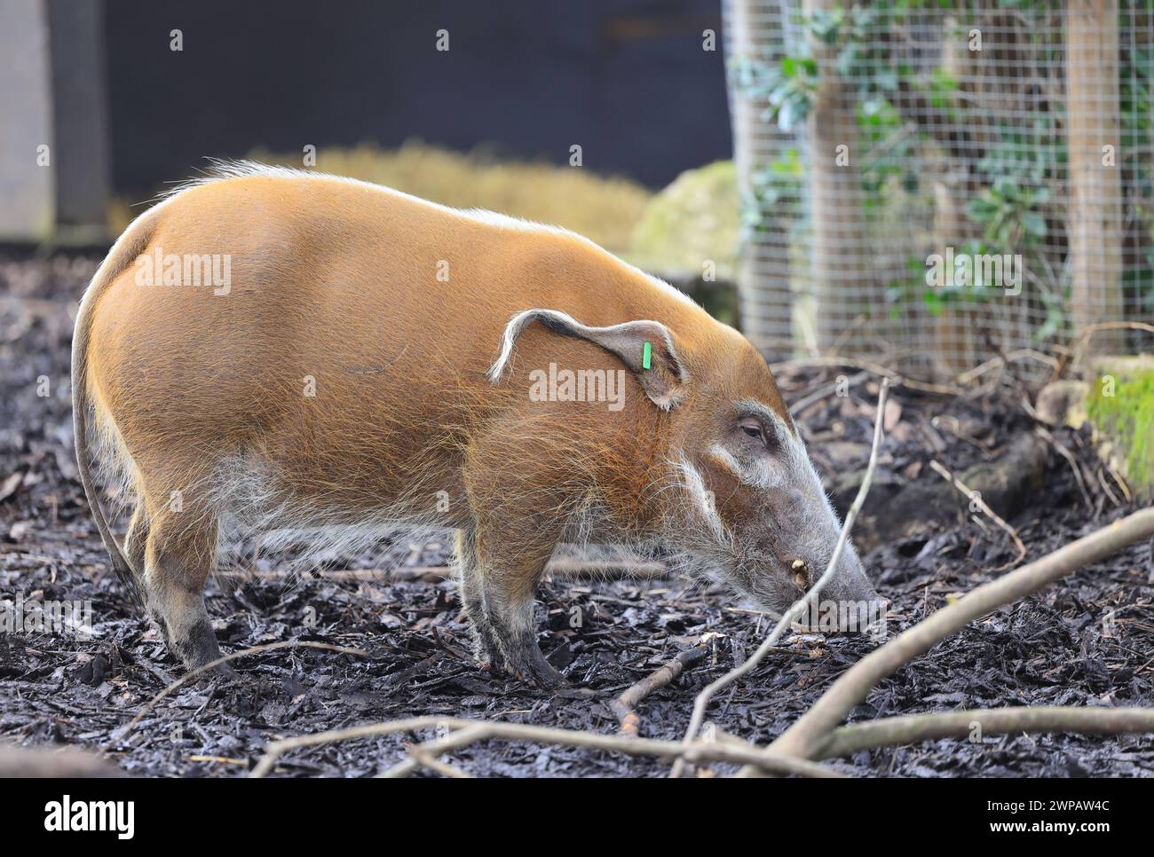 Red River Hog, o Potamochoerus porcus, nel suo recinto nello Zoo di Londra, a Regents Park, Regno Unito Foto Stock