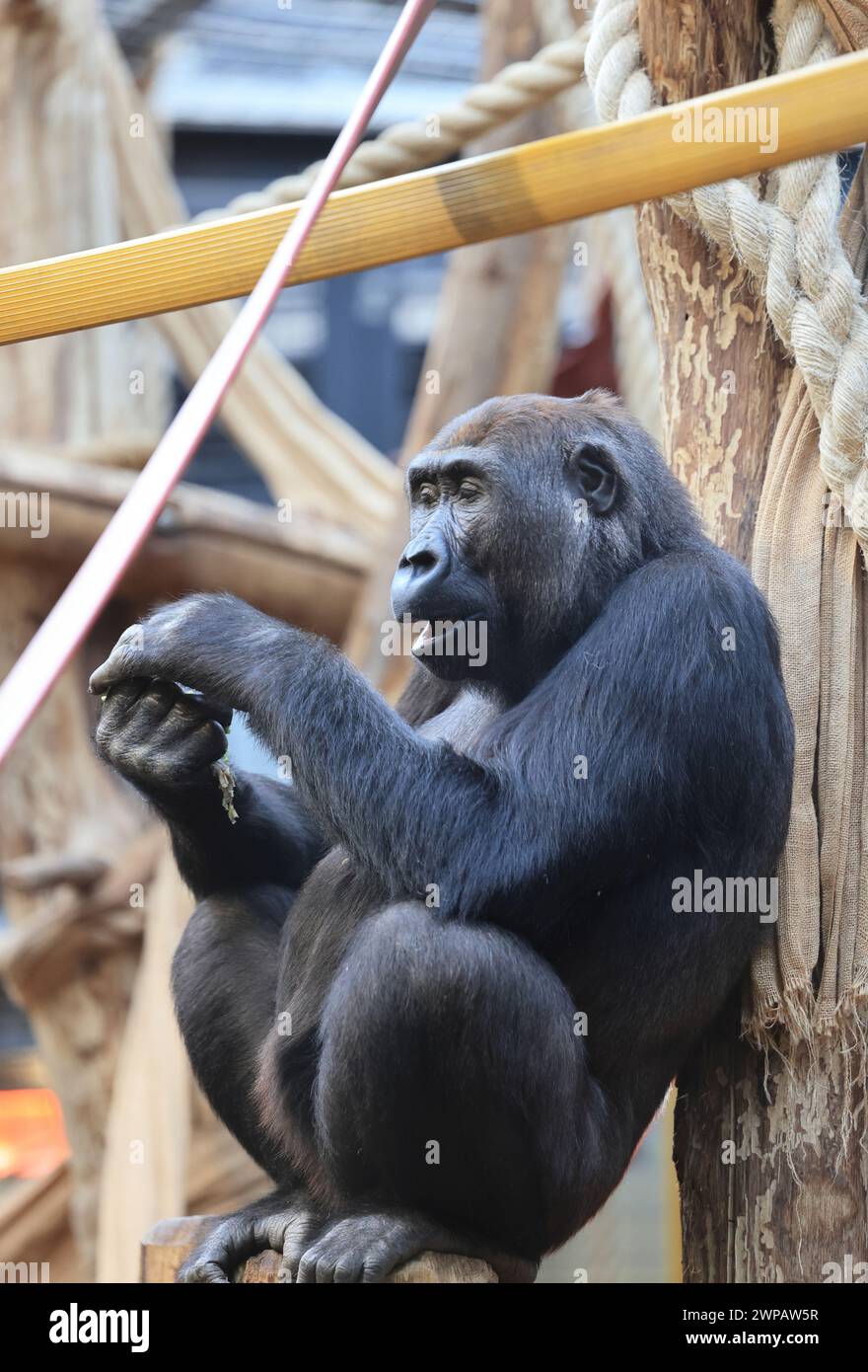 Gorilla del Lowland occidentale, che è in pericolo critico, nel Gorilla Kingdom nello zoo di Londra, Regents Park, Regno Unito Foto Stock