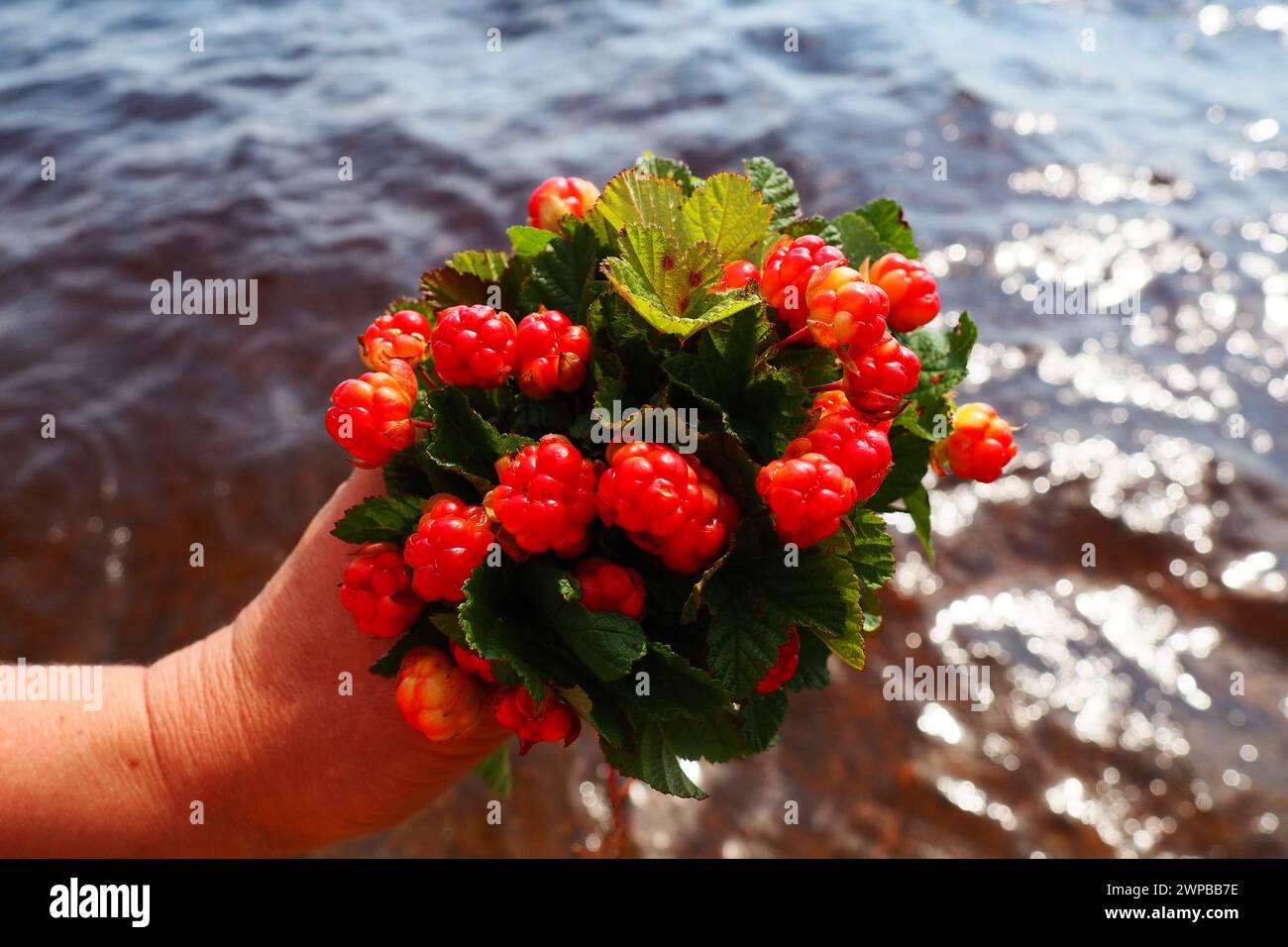 Il Rubus chamaemorus è una specie di rosone in fiore della famiglia delle Rosaceae, originaria delle regioni temperate fresche. Cremoso, bacca nordica, mele di panca Foto Stock