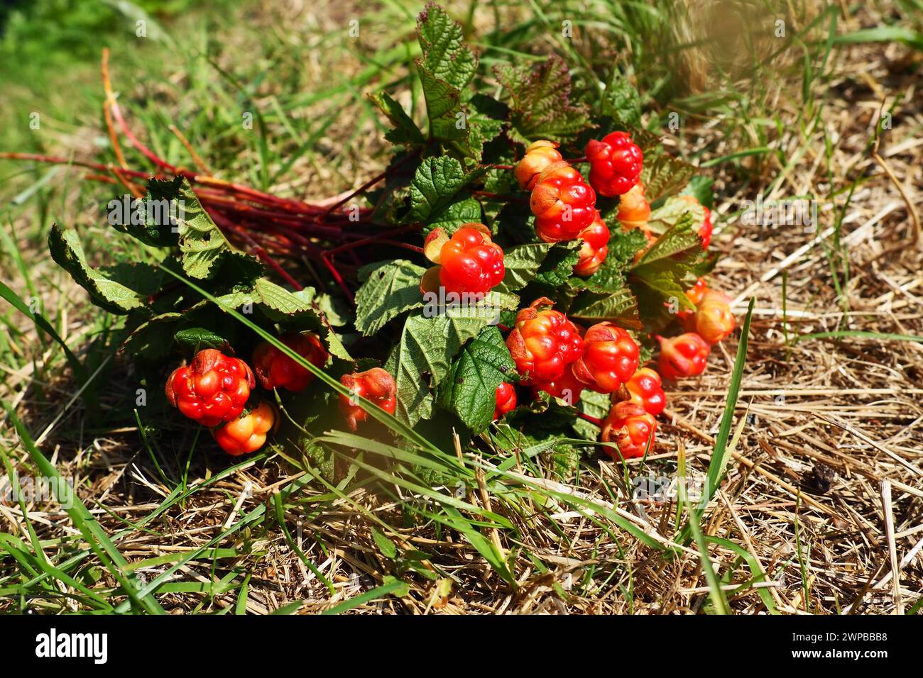 Il Rubus chamaemorus è una specie di rosone in fiore della famiglia delle Rosaceae, originaria delle regioni temperate fresche. Cremoso, bacca nordica, mele di panca Foto Stock