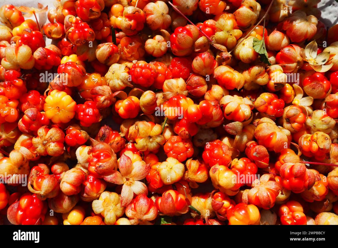 Il Rubus chamaemorus è una specie di rosone in fiore della famiglia delle Rosaceae, originaria delle regioni temperate fresche. Cremoso, bacca nordica, mele di panca Foto Stock