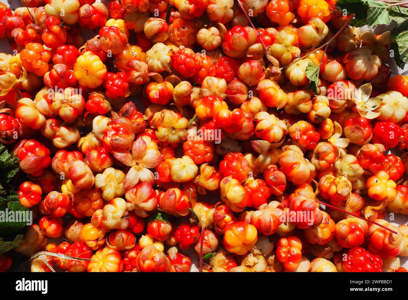 Il Rubus chamaemorus è una specie di rosone in fiore della famiglia delle Rosaceae, originaria delle regioni temperate fresche. Cremoso, bacca nordica, mele di panca Foto Stock