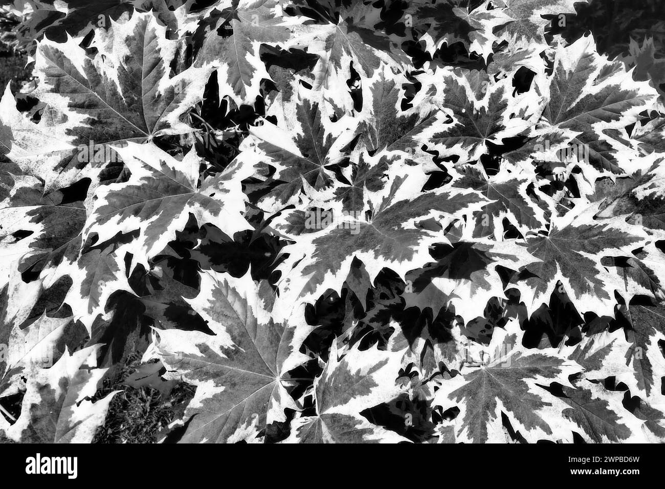 Acer platanoides è una pianta legnosa, una specie del genere Acer acero della famiglia delle Sapindaceae in precedenza questo genere era assegnato alla famiglia Maple Foto Stock