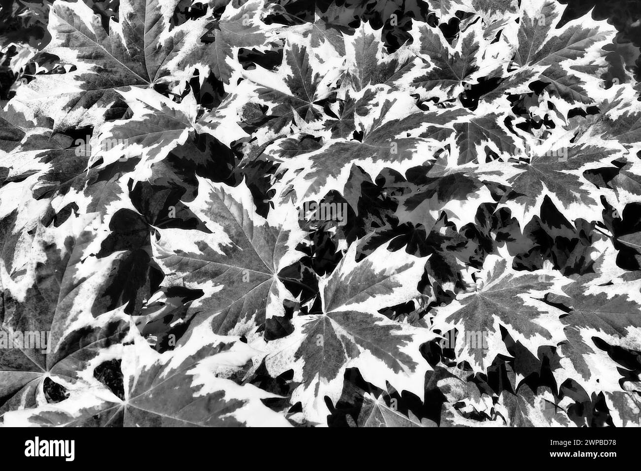 Acer platanoides è una pianta legnosa, una specie del genere Acer acero della famiglia delle Sapindaceae in precedenza questo genere era assegnato alla famiglia Maple Foto Stock