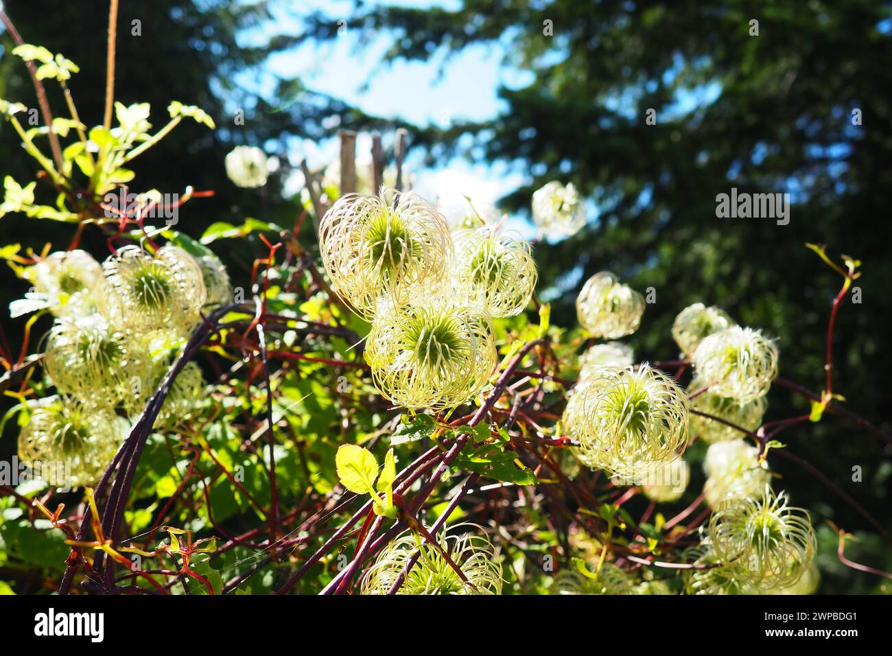 Clematis, Travellers Joy, vergini bower, barba Old mans, fiore di cuoio, vite vaso. Una varietà polacca. Gli stami sono composti da anatre gialle Foto Stock