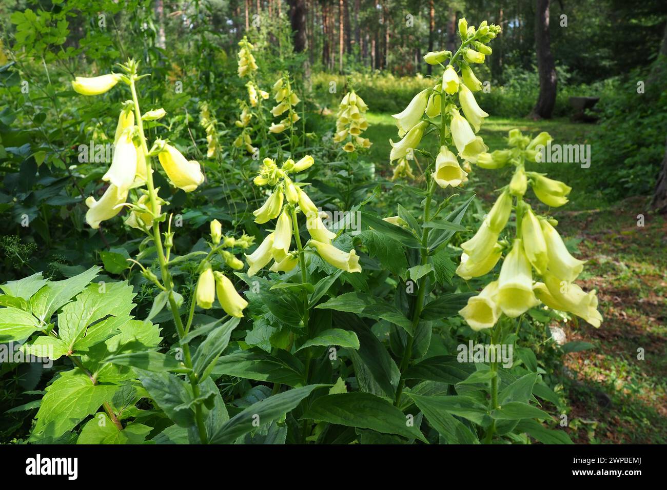 Digitalis lutea, il foxglove paglierino o piccolo foxglove giallo, è una specie di pianta in fiore della famiglia Plantaginaceae. Giallo multiplo Foto Stock