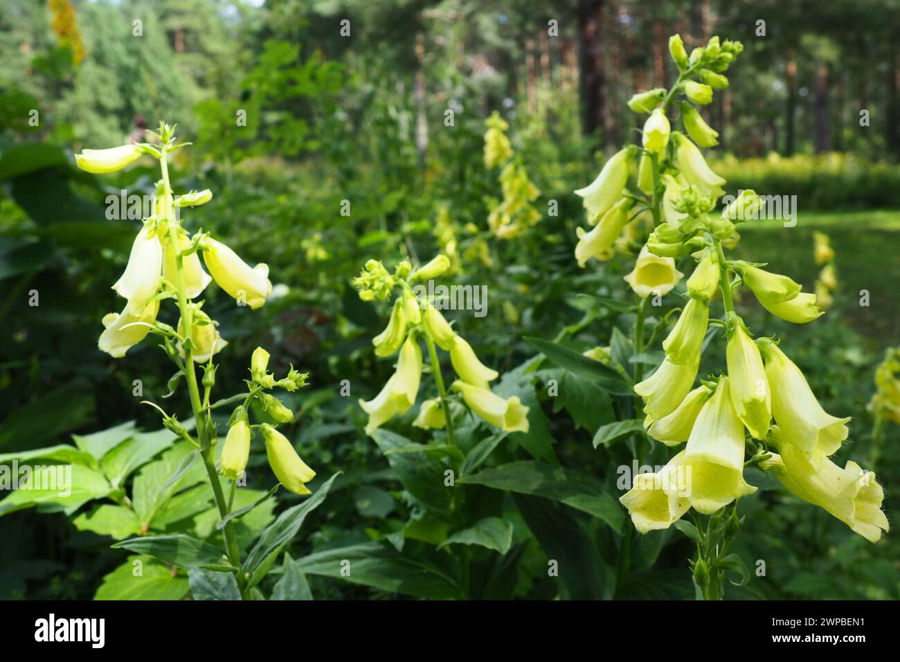 Digitalis lutea, il foxglove paglierino o piccolo foxglove giallo, è una specie di pianta in fiore della famiglia Plantaginaceae. Giallo multiplo Foto Stock