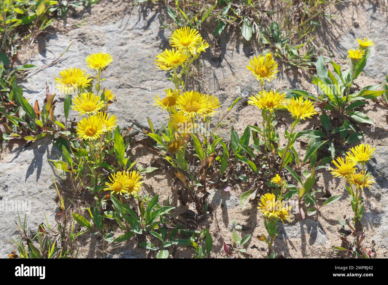 British yellowhead, British yellow-head, Meadow Fleabane, British elecampane (Inula britannica, Inula hispanica, Pentanema enemicum), Blooming, Ger Foto Stock