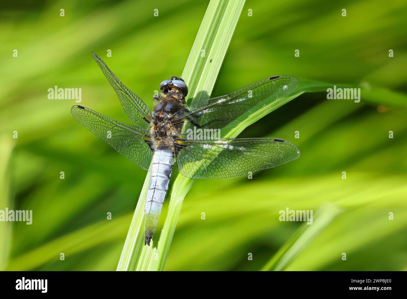 Scarso Chaser libellula, scarso libellula (libellula fulva), maschio su una lama d'erba, vista posteriore, Germania, Meclemburgo-Pomerania occidentale Foto Stock