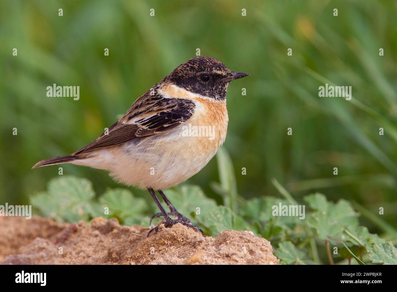 Pietra siberiana, pietra asiatica (Saxicola maurus), uomo arroccato sul suolo, vista laterale, Kuwait Foto Stock