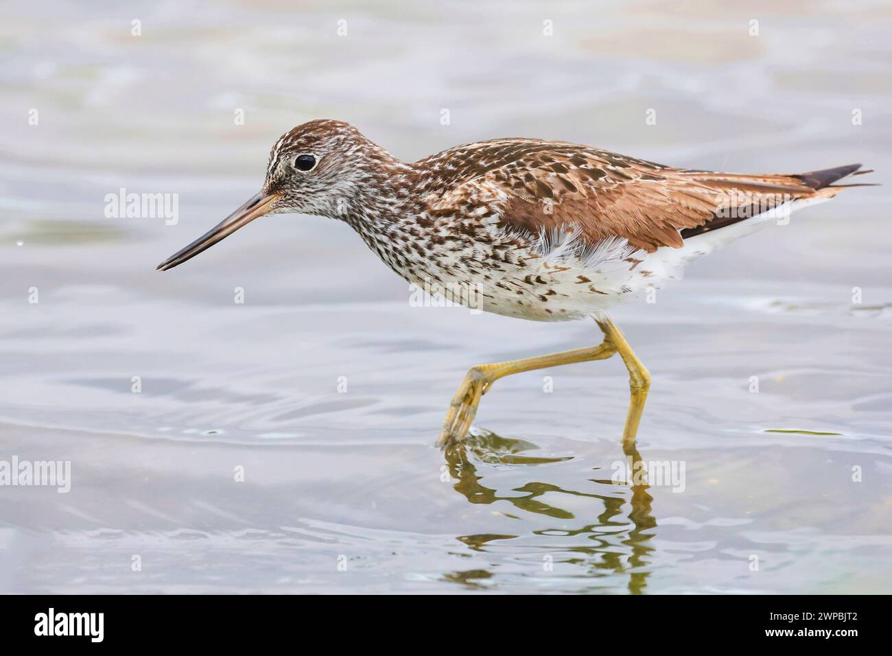 Stinco verde comune (Tringa nebularia), wades in acque poco profonde, Germania, Meclemburgo-Pomerania occidentale Foto Stock