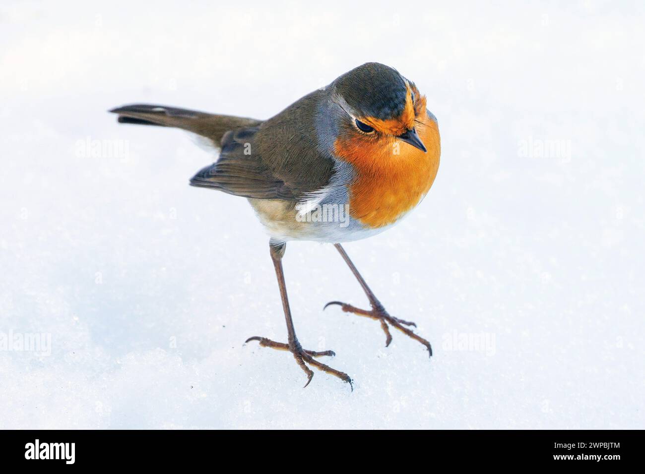 robin europeo (erithacus rubecula), arroccato sulla neve, Germania, Baviera Foto Stock