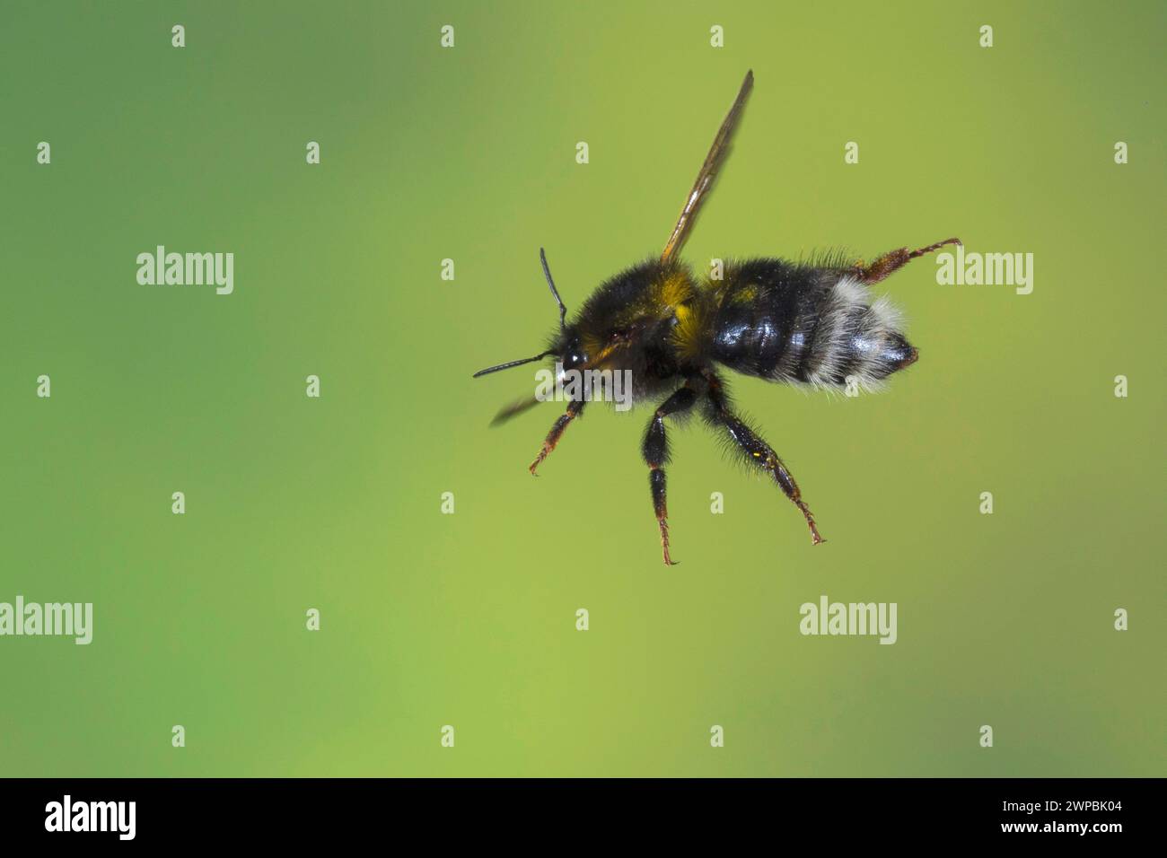 Piccolo calabrone da giardino, piccolo bumblebee da giardino (Bombus hortorum, Megabombus hortorum), forma scura in volo, fotografia ad alta velocità, Germania Foto Stock