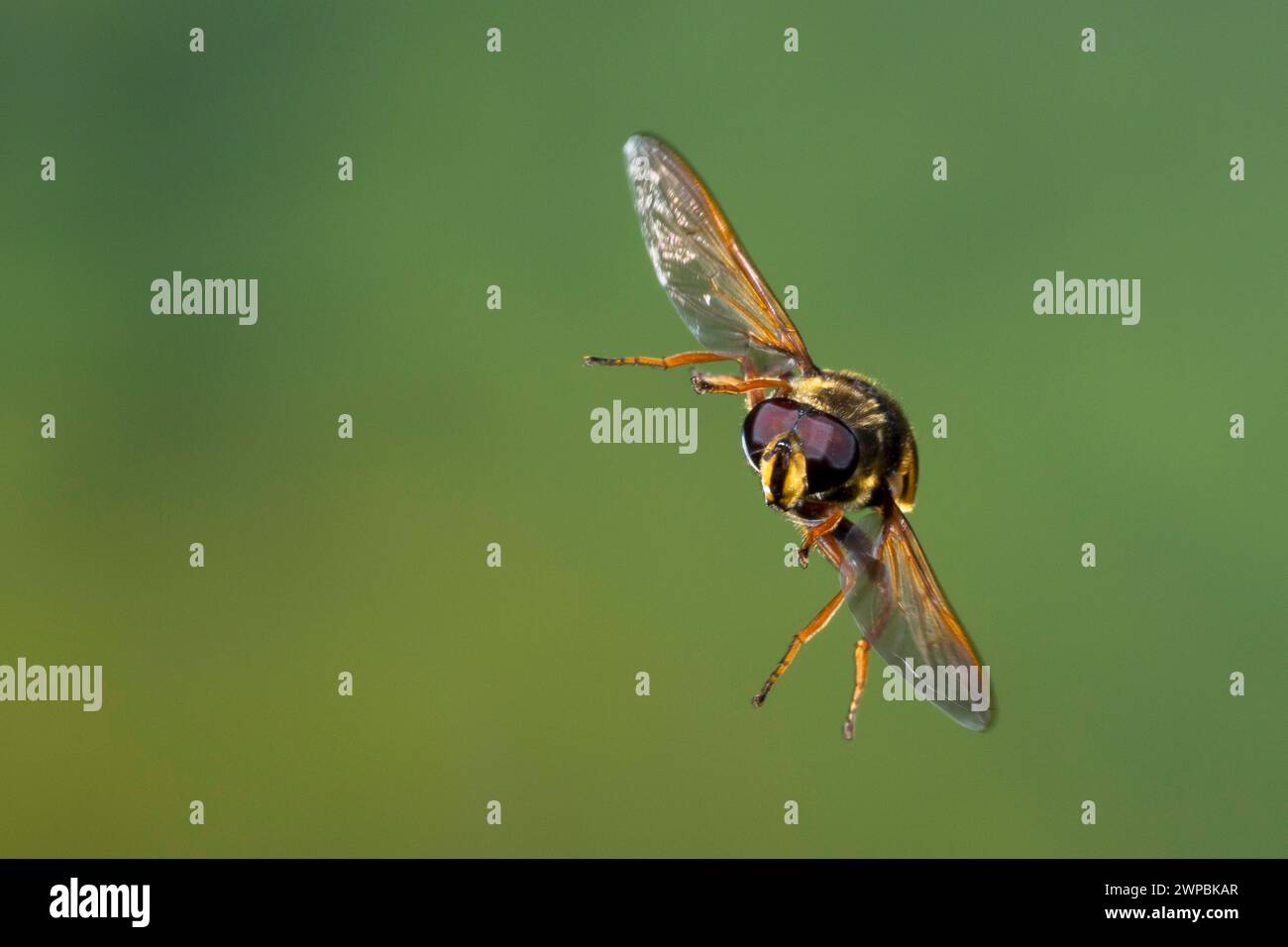 Peat Hoverfly (Sericomyia silentis), uomo in volo, fotografia di velocità delle cosce, Germania Foto Stock