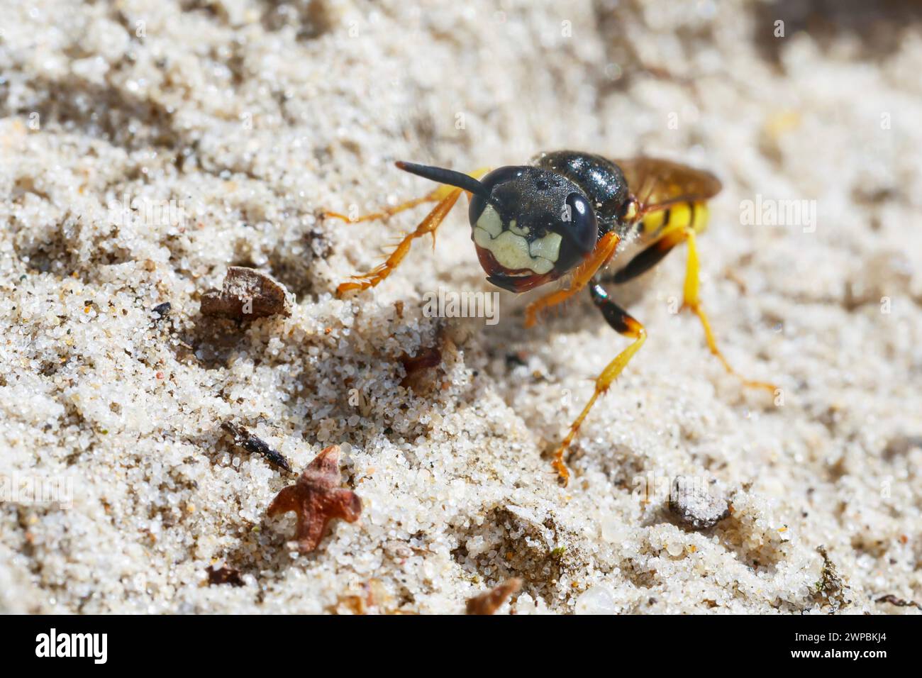 Vespa, Bee-killer (Philanthus triangulum, Philanthus apivorus), su terreno sabbioso, vista frontale, Germania Foto Stock