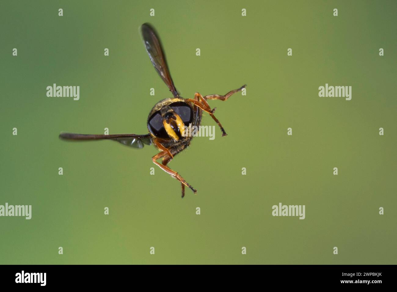 Peat Hoverfly (Sericomyia silentis), donna in volo, fotografia di velocità delle cosce, Germania Foto Stock