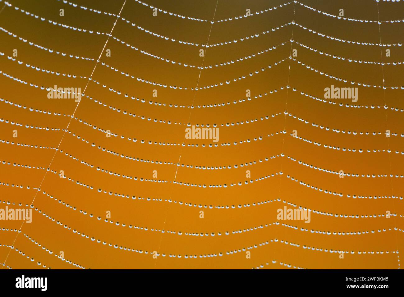 Dewdrops sulla ragnatela, Svizzera Foto Stock