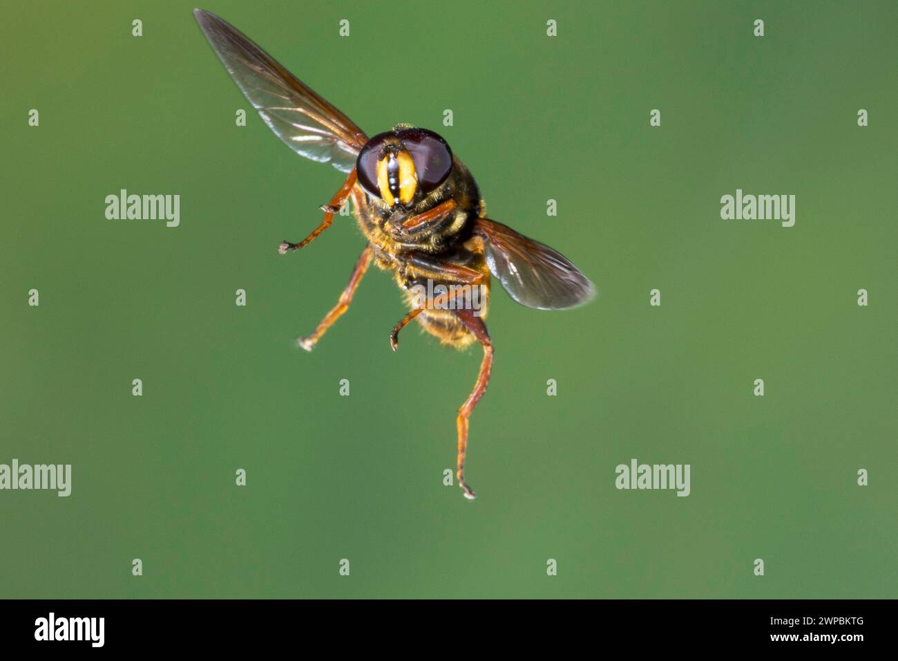 Peat Hoverfly (Sericomyia silentis), uomo in volo, fotografia di velocità delle cosce, Germania Foto Stock