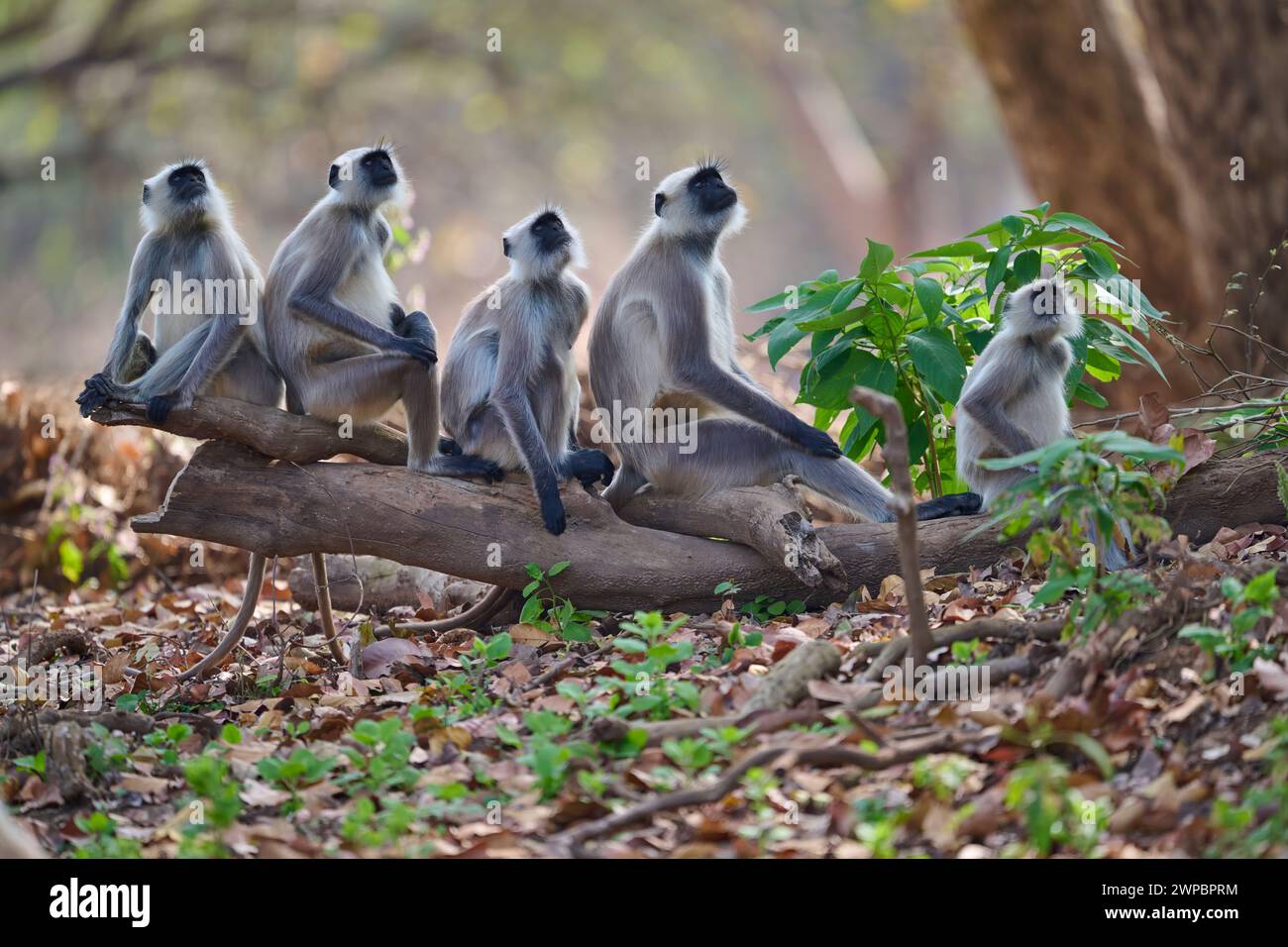 Gray langur Monkey, Kanha National Park, India Foto Stock