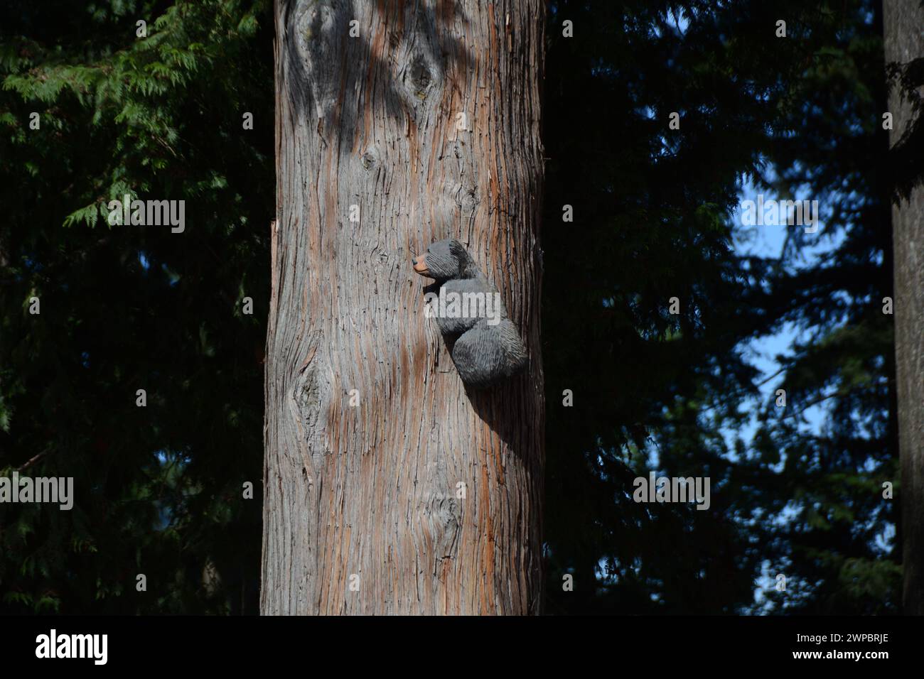 Una scultura in legno di un orso che sale sul tronco di un cedro nella città di Hope, British Columbia, Canada. Foto Stock