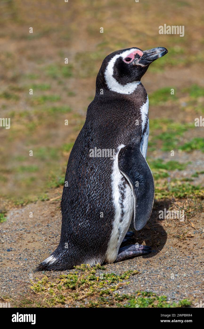 Pinguino di Magellano, Monumento naturale dei pinguini dell'isola di Magdalena, stretto di Magellano, regione di Magallanes, Cile, Sud America Foto Stock
