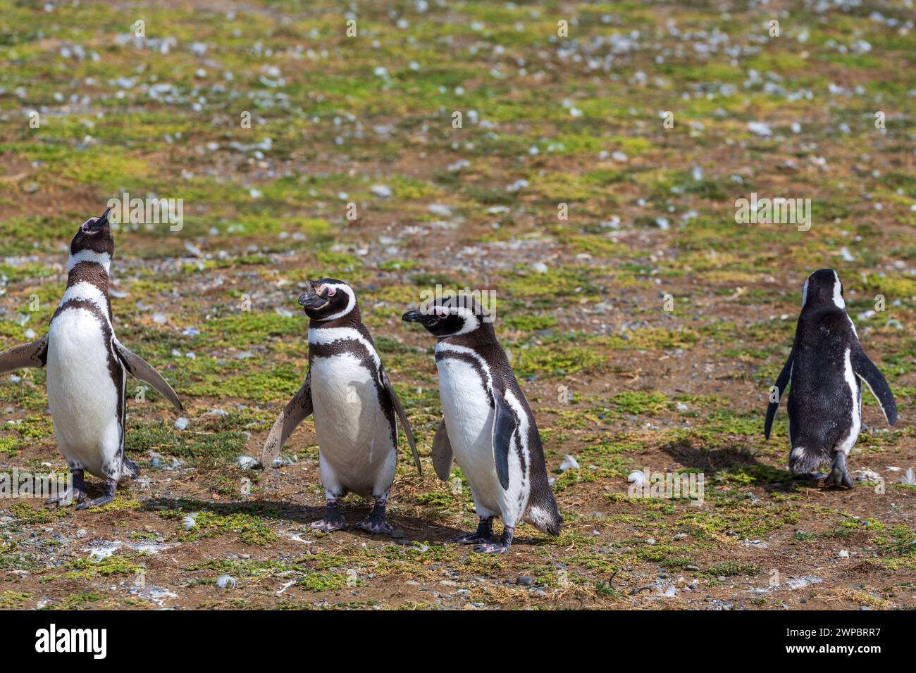 Pinguini di Magellano, Magdalena Island Penguin Natural Monument, Magellan Strait, Magallanes Region, Chile, Sud America Foto Stock