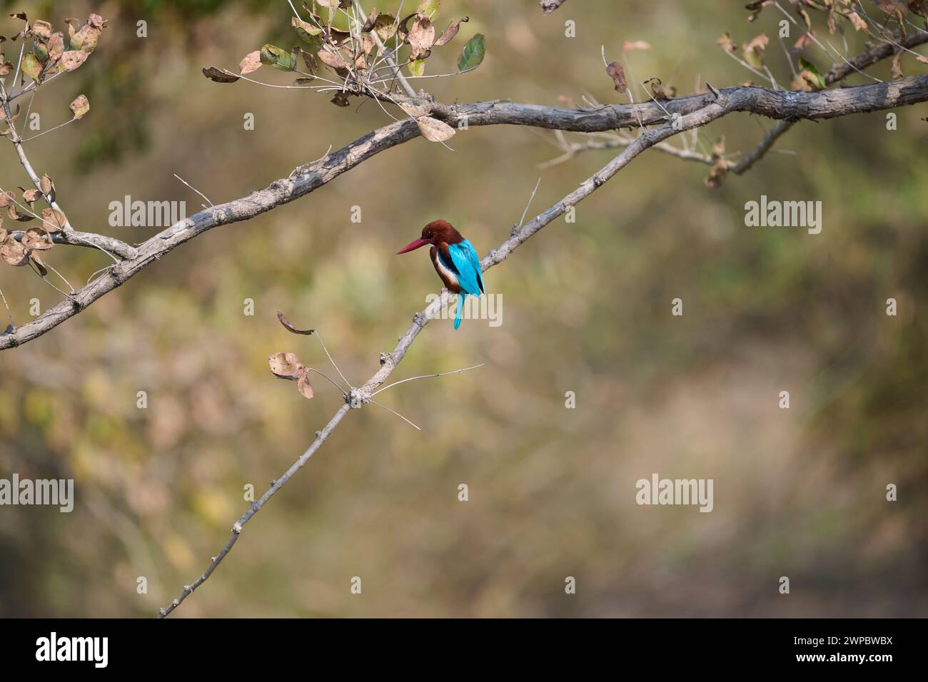 kingfisher dalla gola bianca su una filiale, India Foto Stock