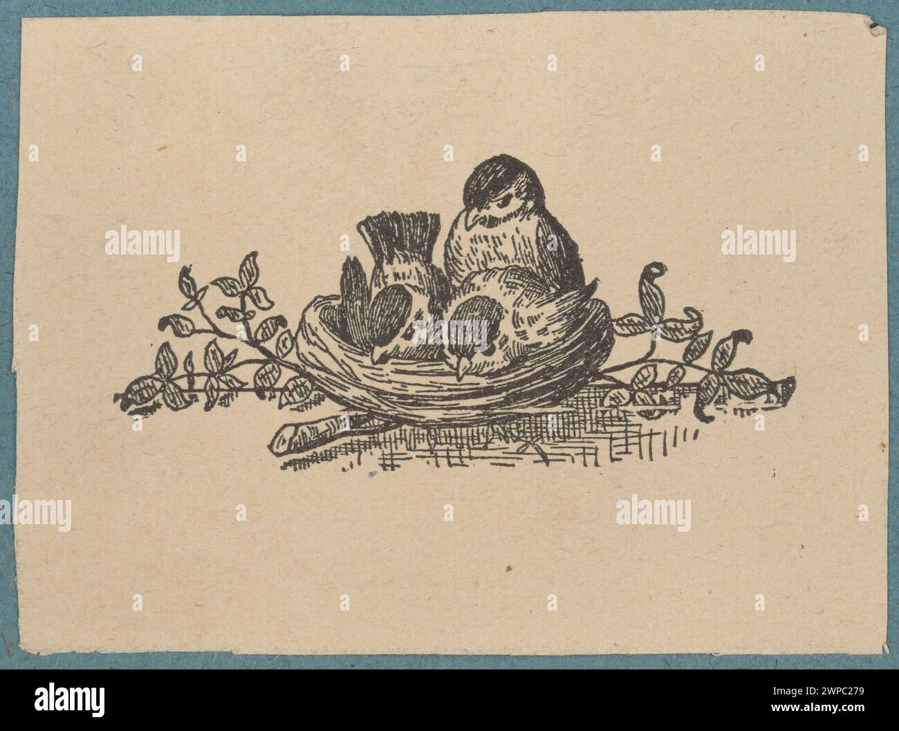 Illustrazione vignetta del 1880-1900 che mostra i pulcini in una presa, dettagliata con ombreggiatura e consistenza. Foto Stock