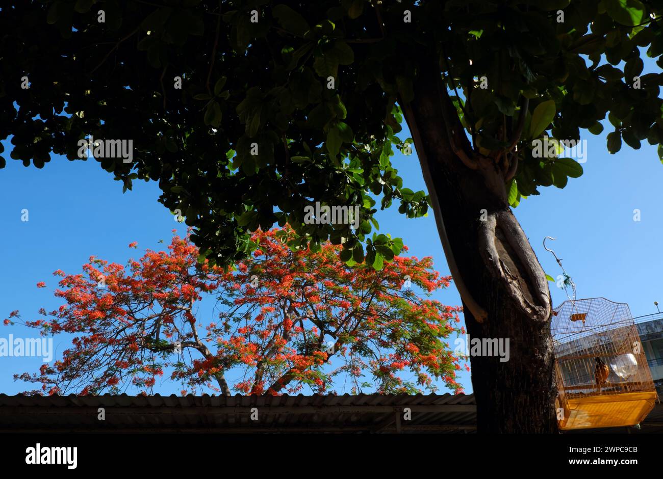 Scena fantastica mattutina con gabbia di uccelli appesa all'albero di Terminalia Catappa sotto il cielo blu e fiore di fenice Rossa vibrante in estate vietnamita Foto Stock