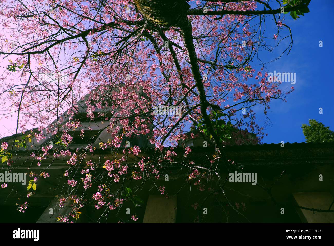 Incredibile fioritura di ciliegio da Lat in rosa dall'albero Sakura, grande tronco di mai Anh Dao su vecchio edificio sfondo dalla vista dal basso sotto il cielo blu spr Foto Stock