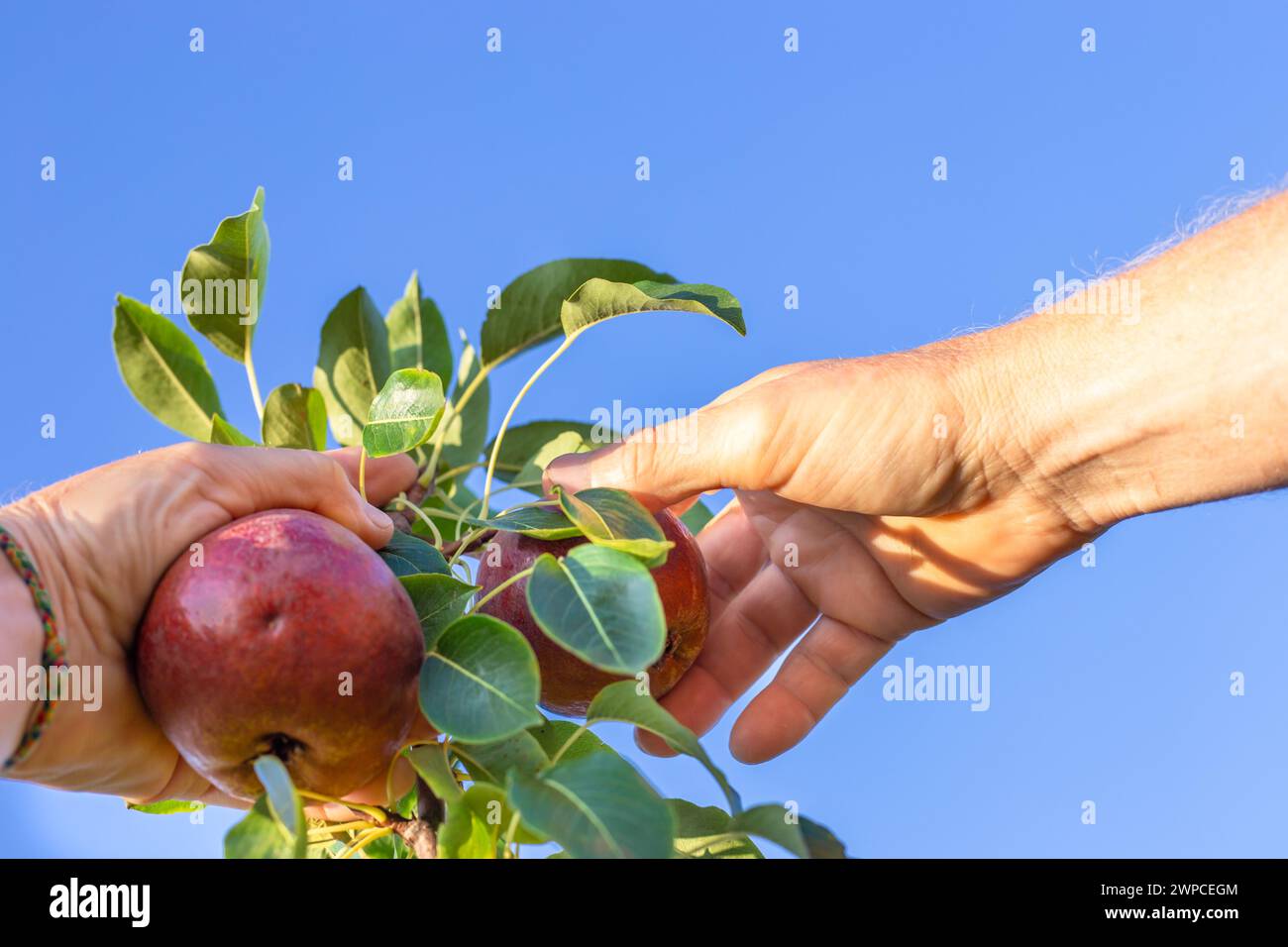 agricoltore che raccoglie pere rosse da un albero nel giardino. Raccolta della frutta. Foto Stock