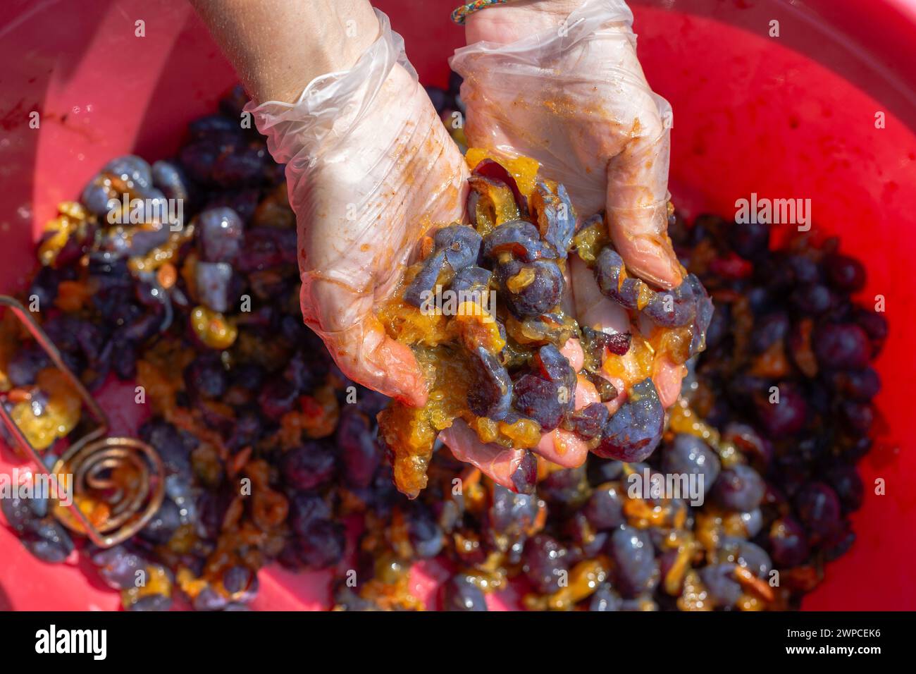 le mani femminili impastano polpa di prugne per preparare il vino di prugne. Foto Stock