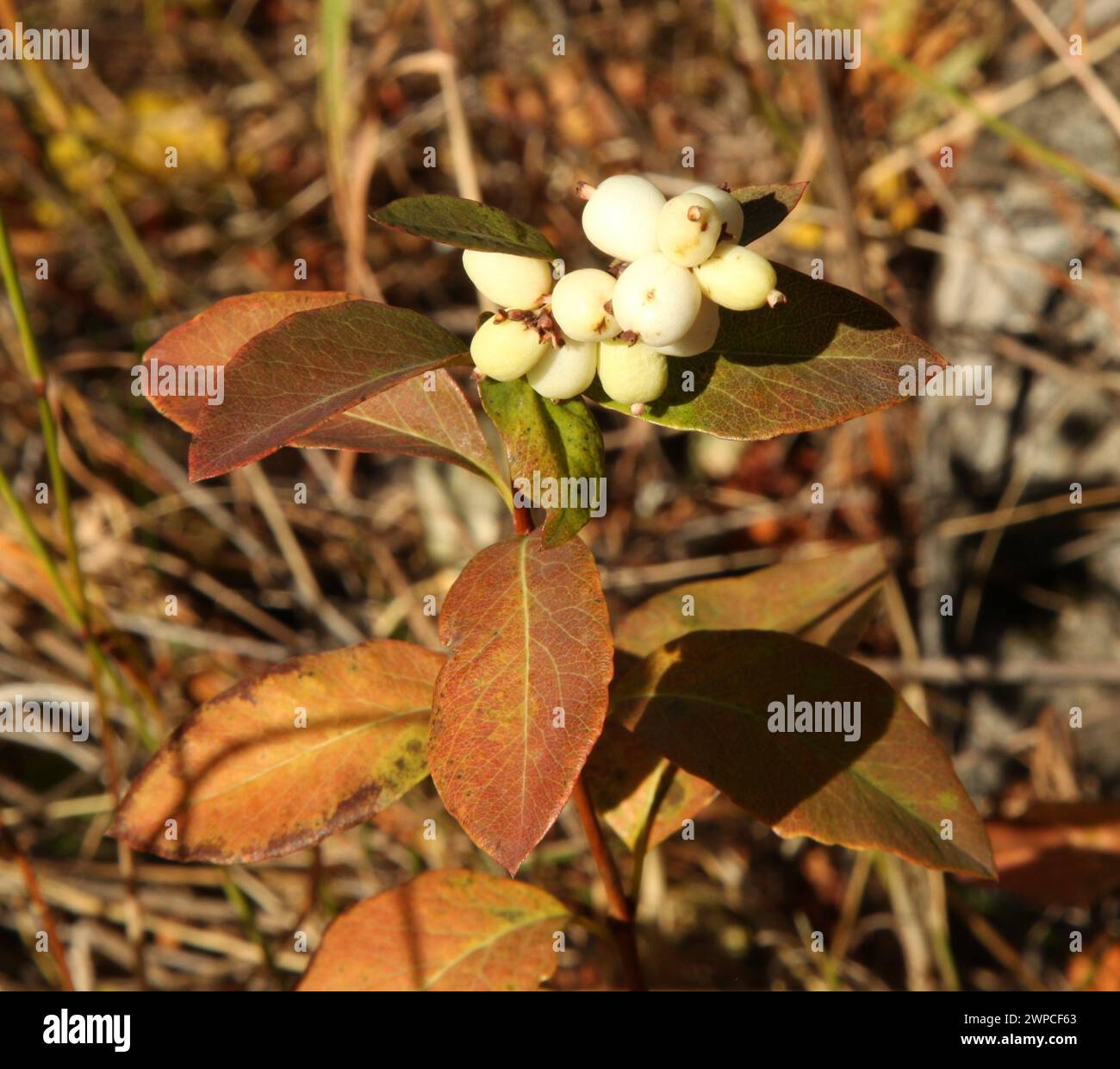 Snowberry (Symphoricarpos albus) a Beartooth Mountains, Montana Foto Stock