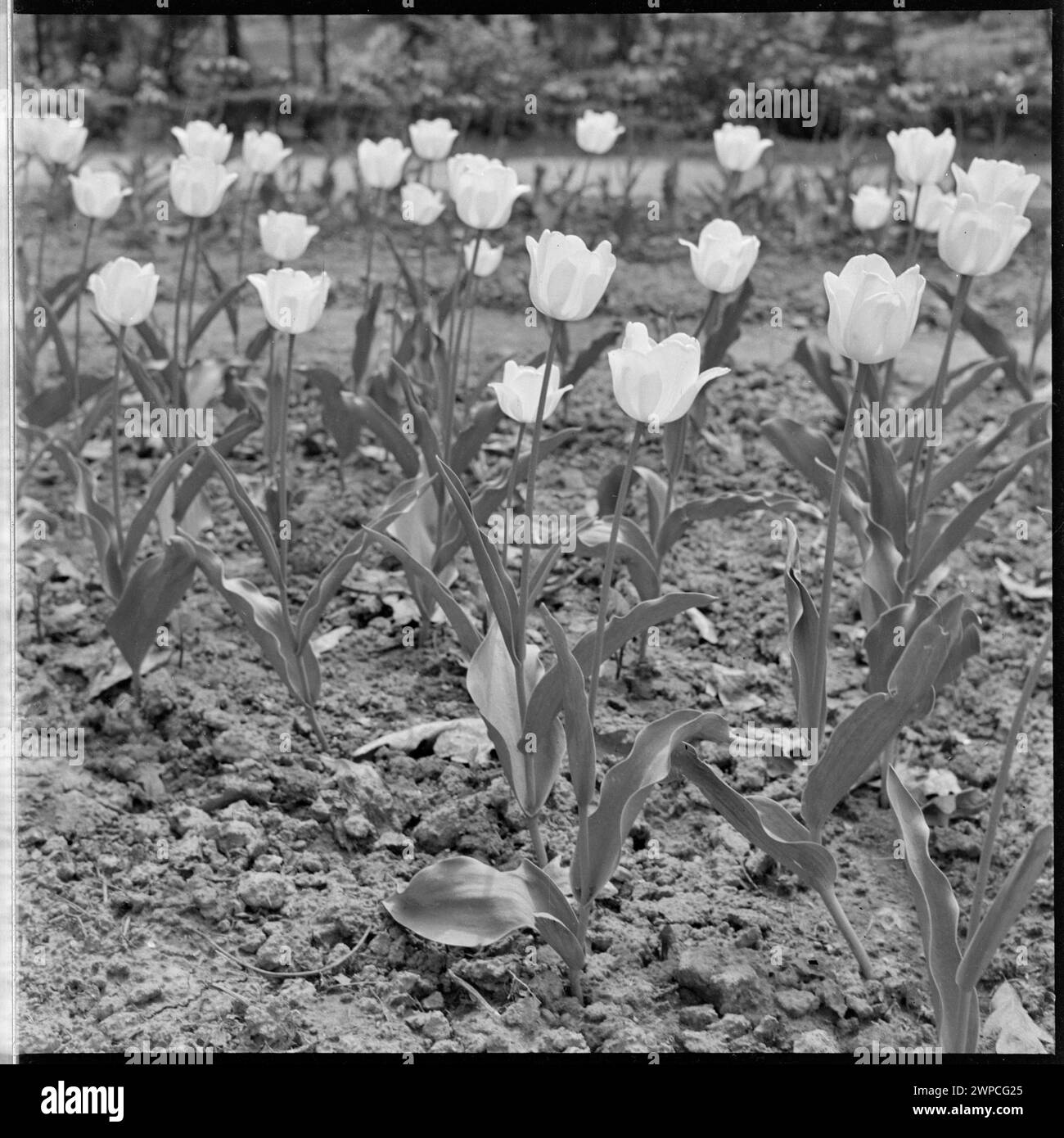 Fotografia che mostra la mostra di tulipani nel giardino botanico di Varsavia, evidenziando la fioritura stagionale e la disposizione degli impianti nel 1952. Foto Stock