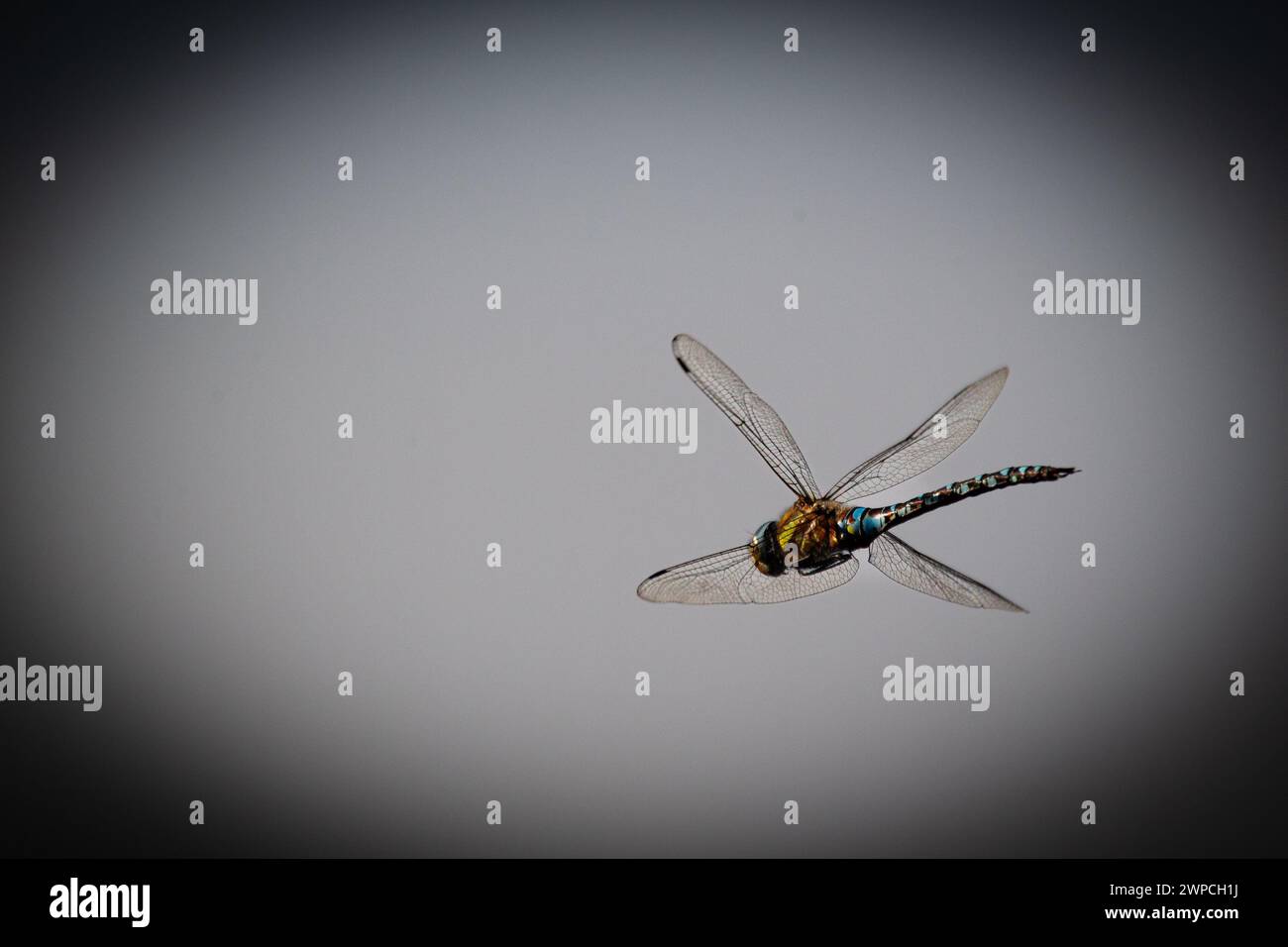 Libellula in volo Foto Stock