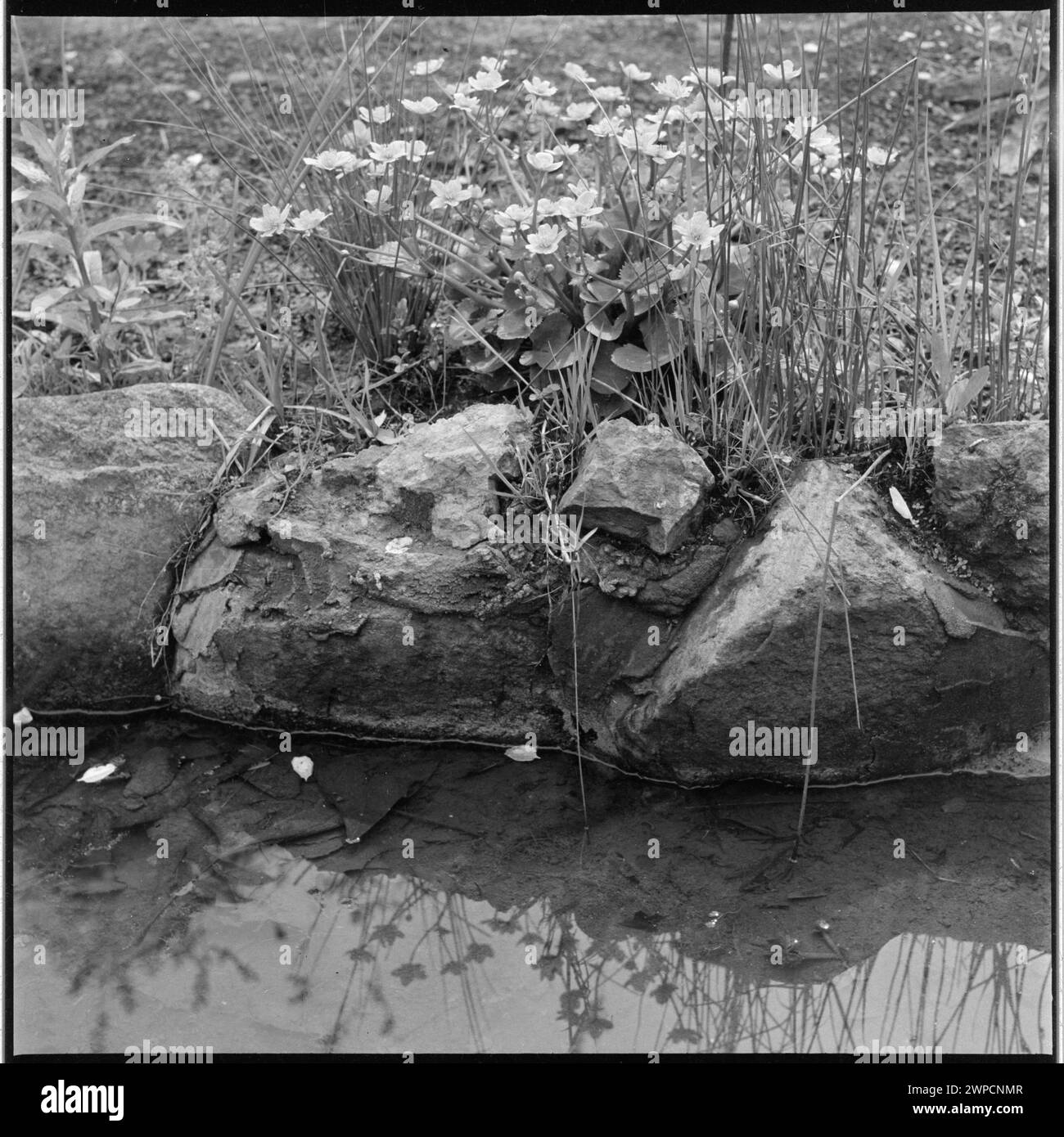 Fotografia di un'esposizione di piante nel giardino botanico di Varsavia nel 1952, che mostra la disposizione degli impianti e le condizioni stagionali. Foto Stock