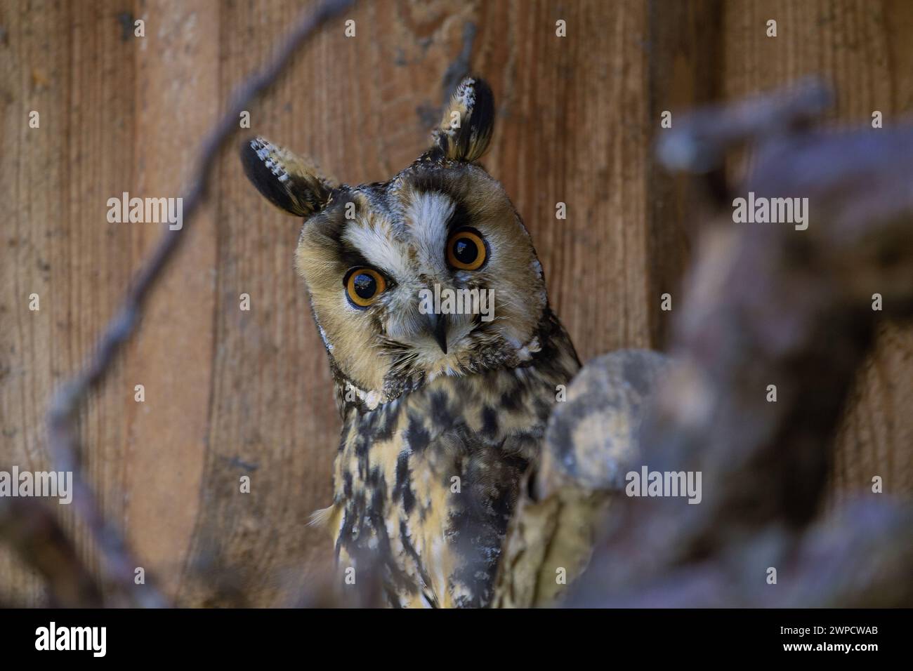 Il gufo dalle orecchie lunghe - Asio otus (in precedenza Strix otus) è una specie di gufo che si riproduce in Europa Asia e Nord America. Foto Stock
